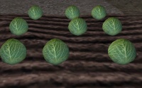 Cabbage-harvest.jpg