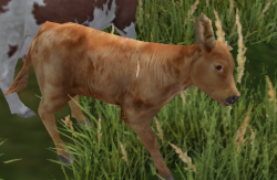 A Calf