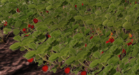 Strawberry-harvest.png