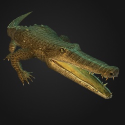 A Crocodile